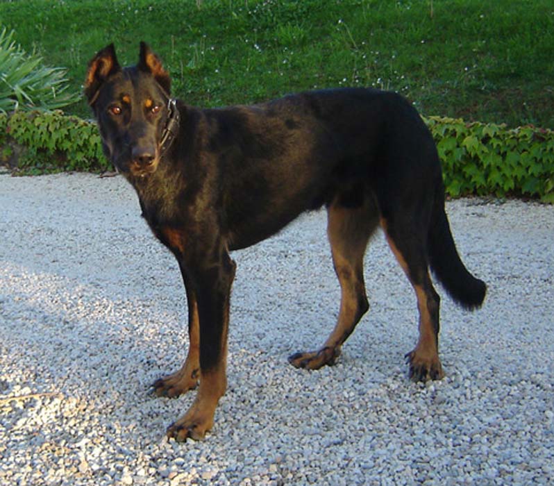 UN CLIC ICI POUR BACCHUS