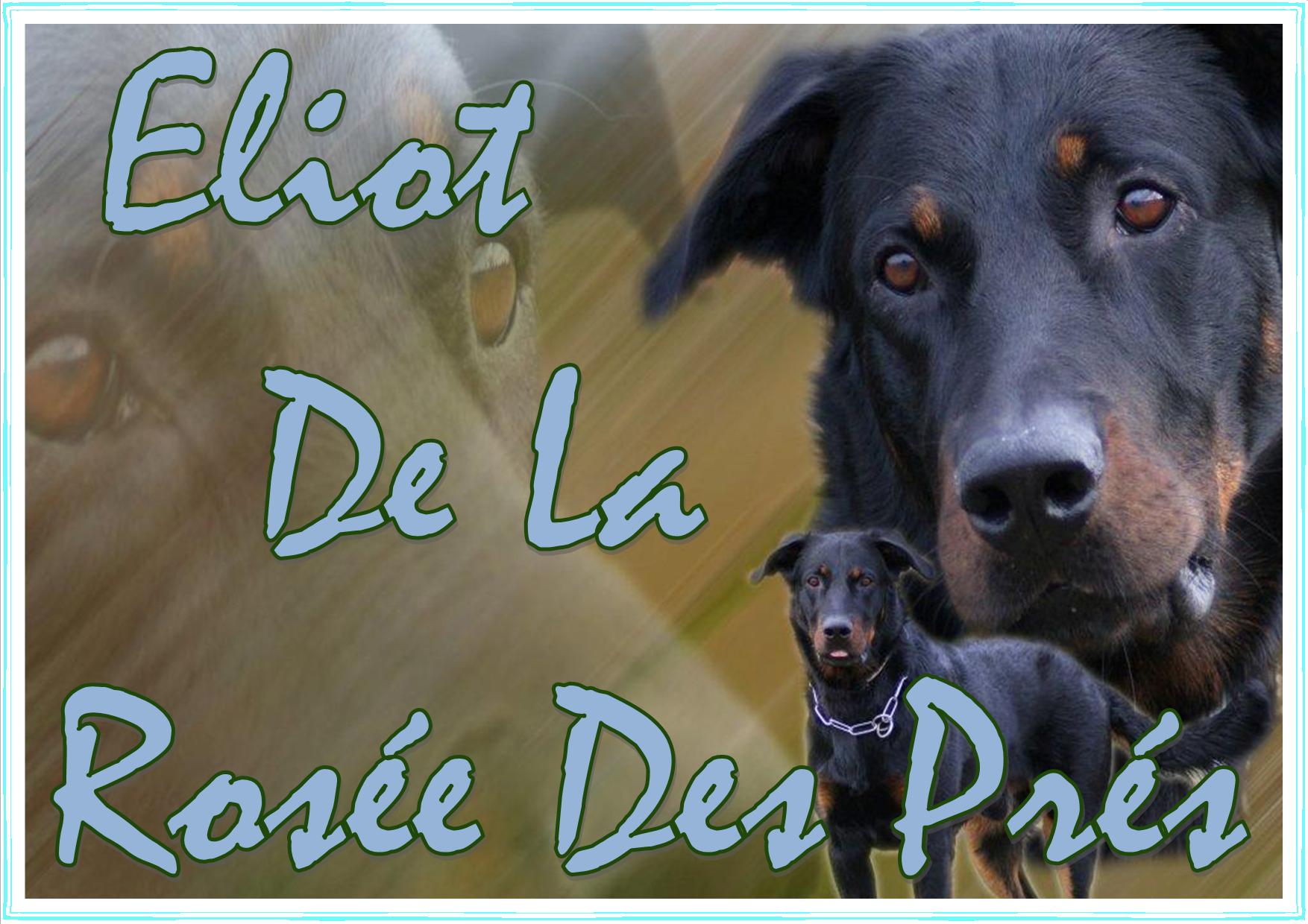 Éliot De La Rosée Des Prés
